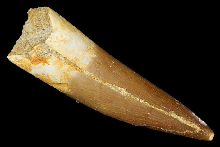 Fossil Plesiosaur (Zarafasaura) Tooth - Morocco #176887